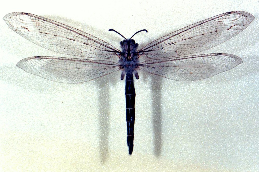 Jules d'Oc - Acanthaclisis occitanica - réf. 27458 (1000 x 666 pixels, 195 ko)