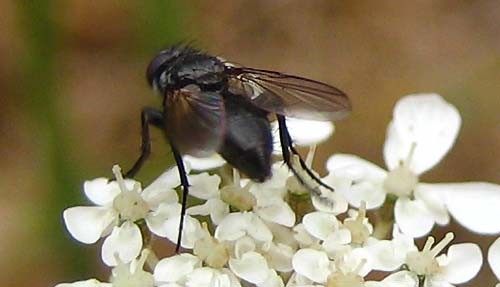 Cecile Bassaglia - Rhinophora lepida - réf. 27341 (500 x 287 pixels, 48 ko)