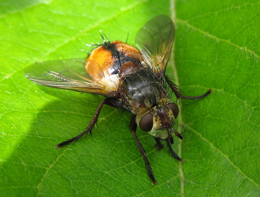 Cecile Bassaglia - Tachina sp. - réf. 27273 (900 x 685 pixels, 126 ko)