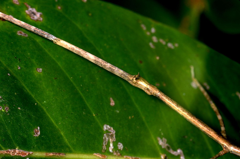 Marc Morel - Spathomorpha adefa - réf. 27560 (782 x 520 pixels, 150 ko)