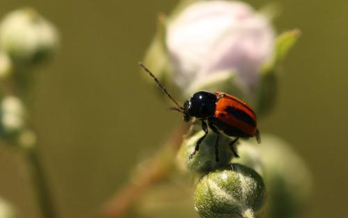 Réf. 270 982 : Cryptocephalus bipunctatus