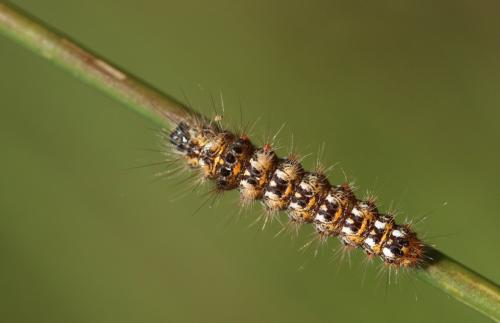 Acronicta rumicis