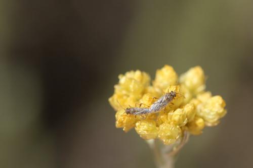 Nysius sp.