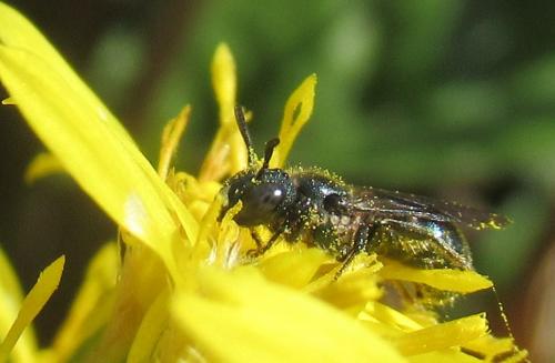 Ceratina sp.