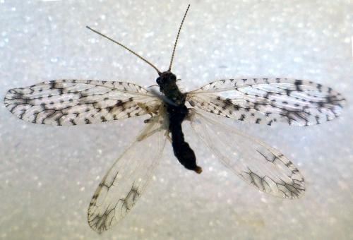 Micromus variegatus