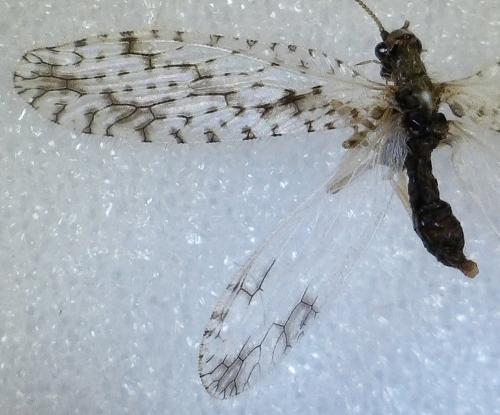 Micromus variegatus