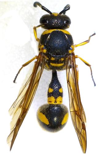 Réf. 270 911 : Eumenes coronatus