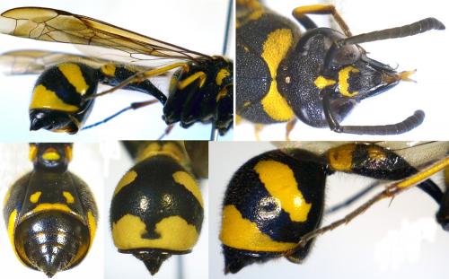 Réf. 270 914 : Eumenes coronatus