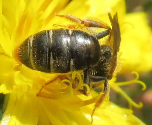 Andrena chrysosceles