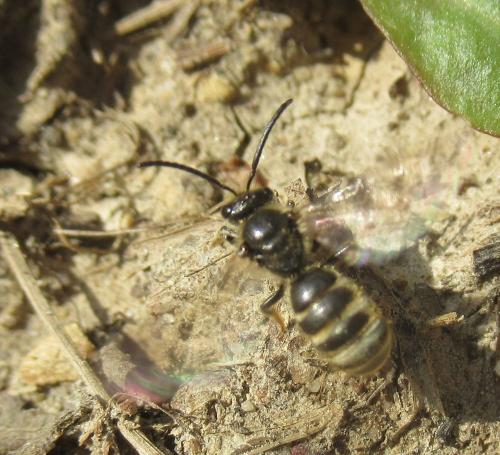 Réf. 270 097 : Lasioglossum marginatum