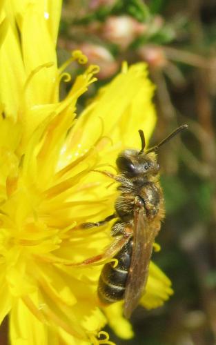 Andrena chrysosceles
