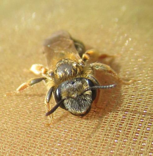 Andrena chrysosceles