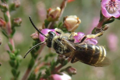 Lasioglossum marginatum