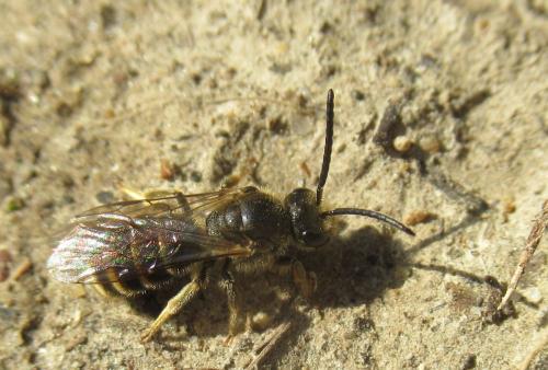 Lasioglossum marginatum
