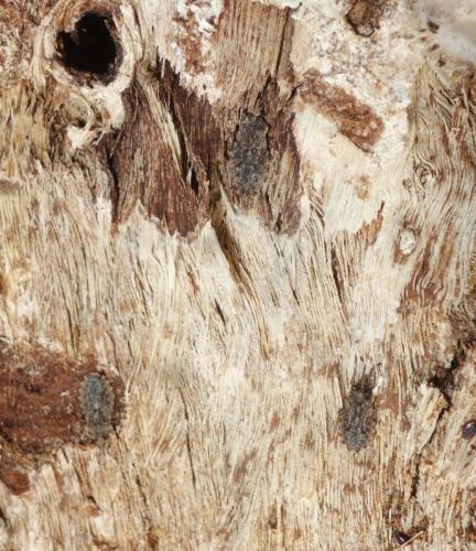 Réf. 270 091 : Aradus ribauti