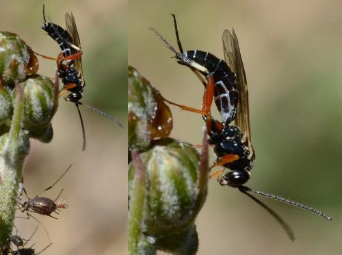 Réf. 270 227 : Diplazon tibiatorius