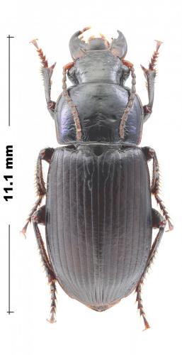 Réf. 270 338 : Harpalus sp.