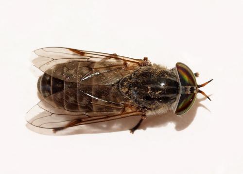 Tabanus castellanus