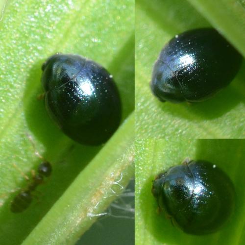 Réf. 270 631 : Apteropeda sp.