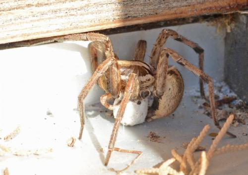 Hogna radiata