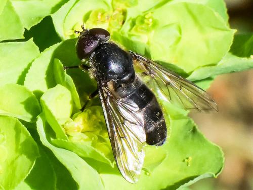 Réf. 270 294 : Cheilosia sp.