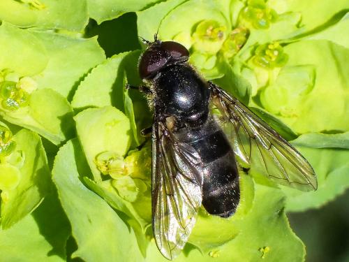 Réf. 270 295 : Cheilosia sp.