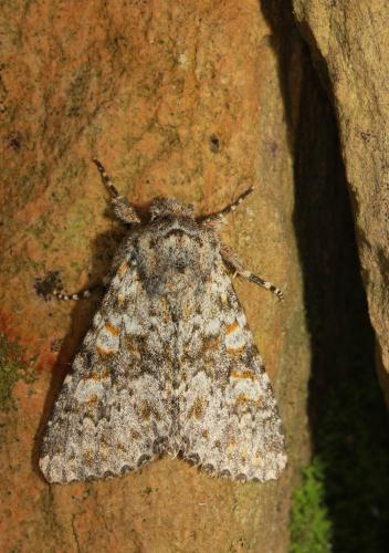 Réf. 270 958 : Polymixis flavicincta
