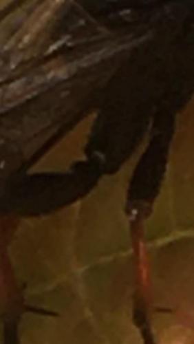 Stenichneumon culpator