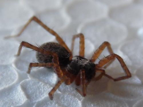 Pardosa sp.