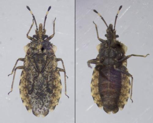 Aradus ribauti