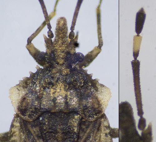 Réf. 270 093 : Aradus ribauti