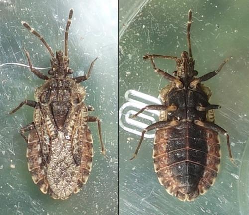 Réf. 270 290 : Aradus (obtectus-pictus)