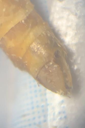 Epirrita dilutata