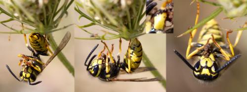 Vespula germanica