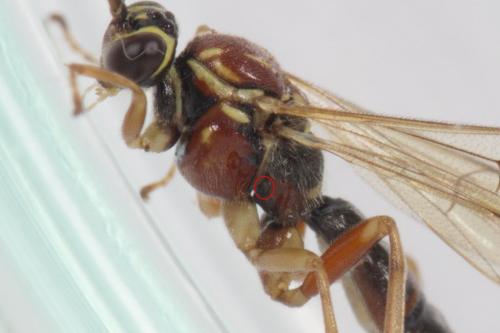 Réf. 270 025 : Tromatobia lineatoria