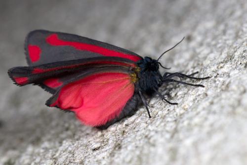 Réf. 270 127 : Tyria jacobaeae