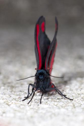 Réf. 270 129 : Tyria jacobaeae