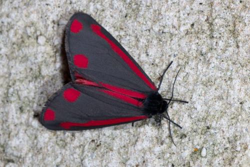 Réf. 270 130 : Tyria jacobaeae