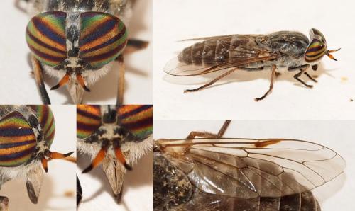 Tabanus castellanus