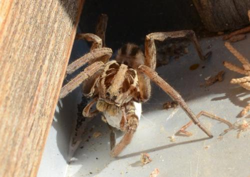 Hogna radiata
