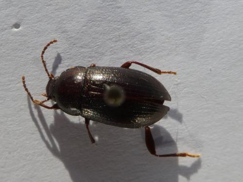 Réf. 270 715 : Nalassus sp.