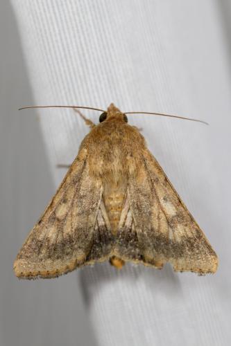 Réf. 270 263 : Helicoverpa armigera