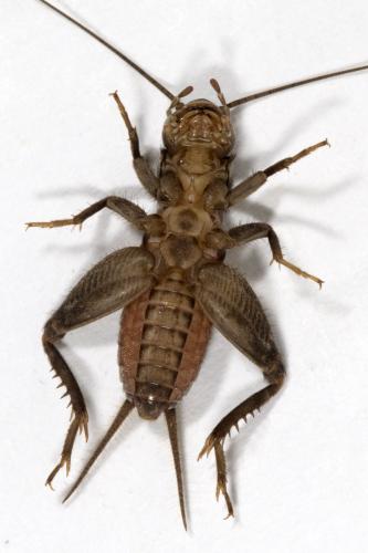 Eumodicogryllus bordigalensis bordigalensis