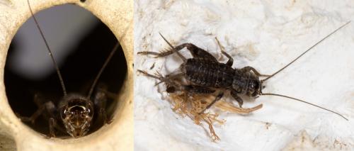 Eumodicogryllus bordigalensis bordigalensis