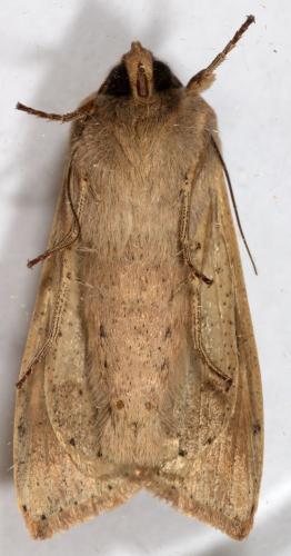 Mythimna unipuncta