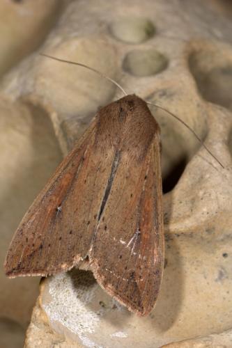 Mythimna unipuncta
