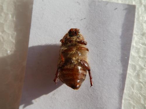 Melolonthinae