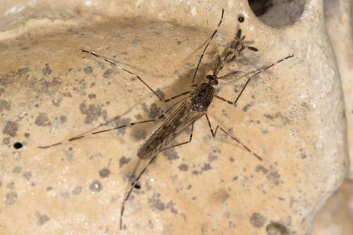 Réf. 270 826 : Culiseta annulata