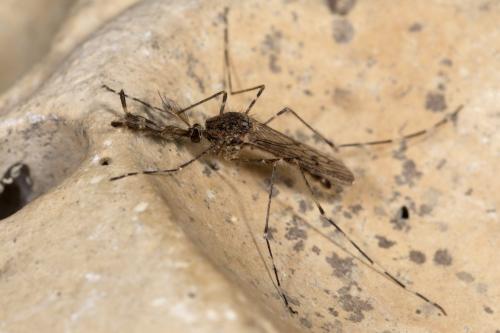 Réf. 270 827 : Culiseta annulata