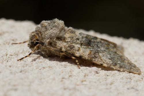 Réf. 270 929 : Polymixis flavicincta